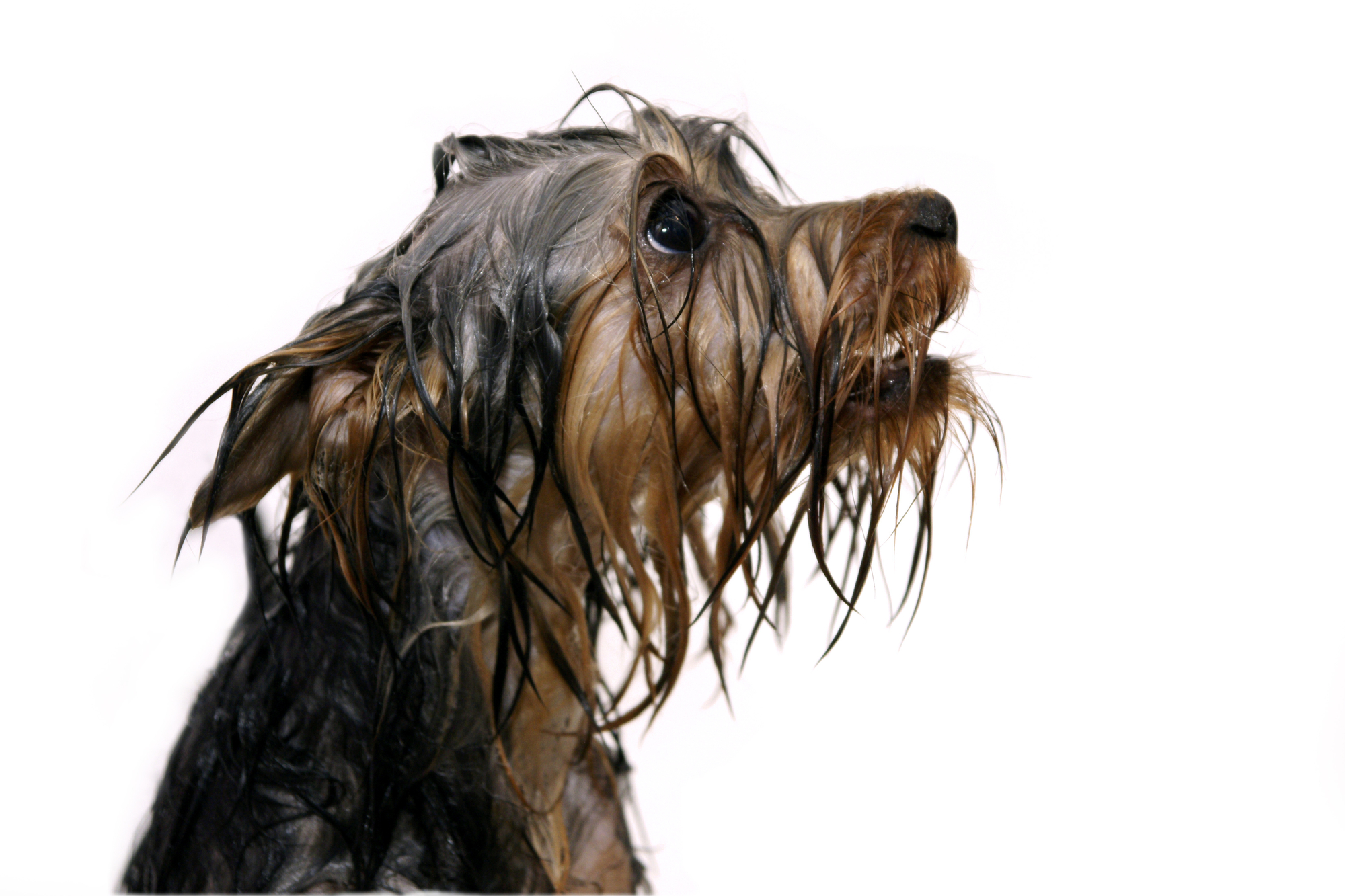 Wet dog